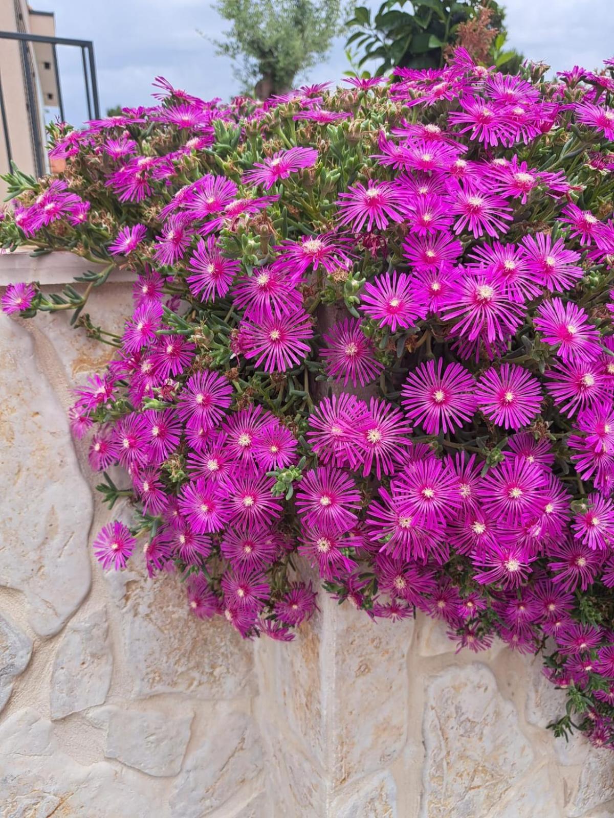 Apartmani Vukadin Vir Esterno foto